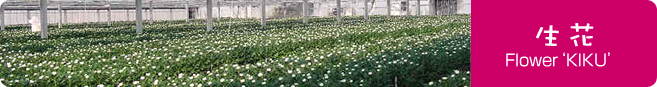 生花